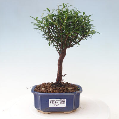 Izbová bonsai - Syzygium - pimentovníka - 1