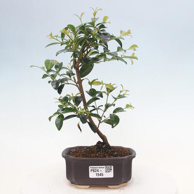 Izbová bonsai - Austrálska čerešňa - Eugenia uniflora - 1