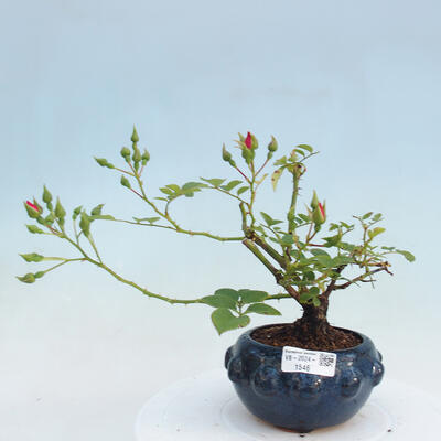 Vonkajší bonsai - Rosa sp. - malokvetá ruža - 1