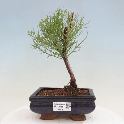 Vonkajší bonsai - Tamariška - Tamarix - 1