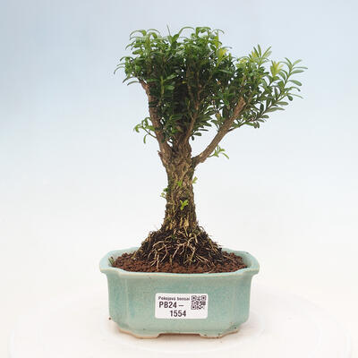 Izbová bonsai - Buxus harlandii - korkový buxus - 1