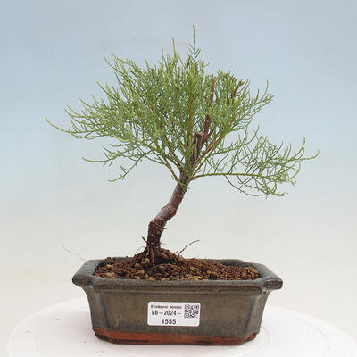 Vonkajší bonsai - Tamariška - Tamarix - 1