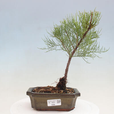 Vonkajší bonsai - Tamariška - Tamarix - 1