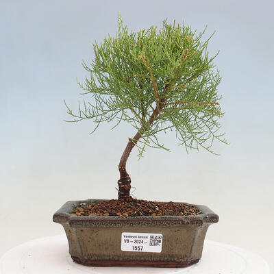 Vonkajší bonsai - Tamariška - Tamarix - 1