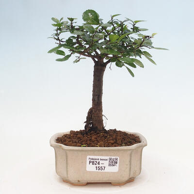 Izbová bonsai - Ulmus parvifolia - malolistá brest - 1