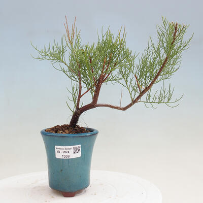 Vonkajší bonsai - Tamariška - Tamarix - 1