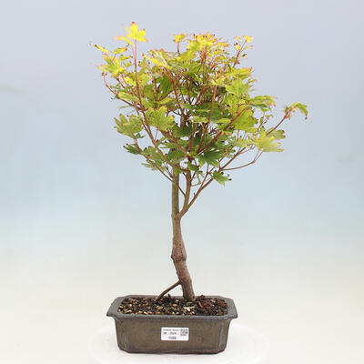 Vonkajší bonsai - Javor palmatum katsura GISAN - Javor dlanitolistý - 1