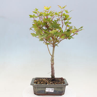 Vonkajší bonsai - Javor palmatum katsura GISAN - Javor dlanitolistý - 1