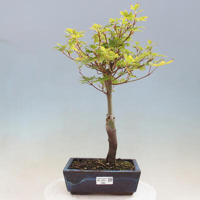 Vonkajší bonsai - Javor palmatum katsura GISAN - Javor dlanitolistý - 1