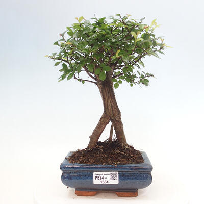 Izbová bonsai - Ulmus parvifolia - malolistá brest - 1