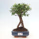 Izbová bonsai - Ulmus parvifolia - malolistá brest - 1/3