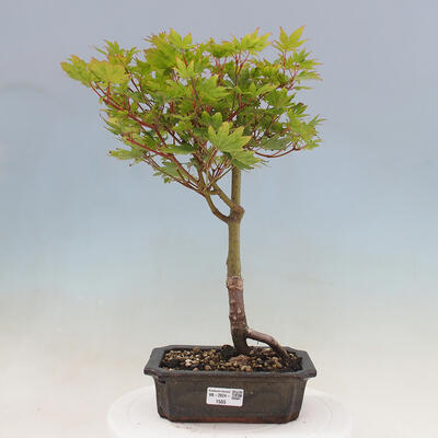 Vonkajší bonsai - Javor palmatum katsura GISAN - Javor dlanitolistý - 1