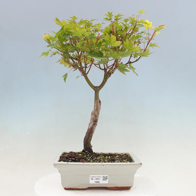 Vonkajší bonsai - Javor palmatum katsura GISAN - Javor dlanitolistý - 1