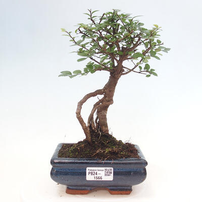 Izbová bonsai - Ulmus parvifolia - malolistá brest - 1