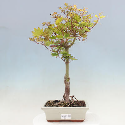 Vonkajší bonsai - Javor palmatum katsura GISAN - Javor dlanitolistý - 1