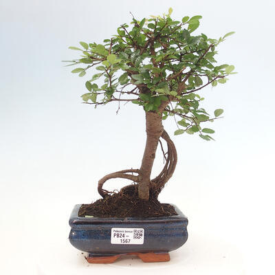 Izbová bonsai - Ulmus parvifolia - malolistá brest - 1