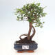 Izbová bonsai - Ulmus parvifolia - malolistá brest - 1/3