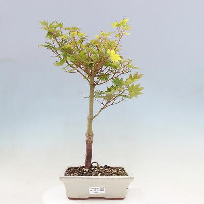 Vonkajší bonsai - Javor palmatum katsura GISAN - Javor dlanitolistý - 1