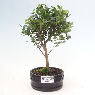 Izbová bonsai - Ilex crenata - Cezmína