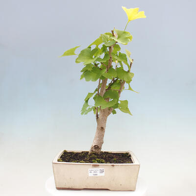 Vonkajší bonsai - Jinan dvojlaločný - Ginkgo biloba - 1