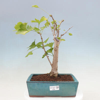 Vonkajší bonsai - Jinan dvojlaločný - Ginkgo biloba - 1