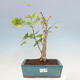 Vonkajší bonsai - Jinan dvojlaločný - Ginkgo biloba - 1/4