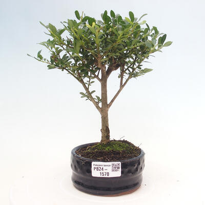 Izbová bonsai - Ilex crenata - Cezmína