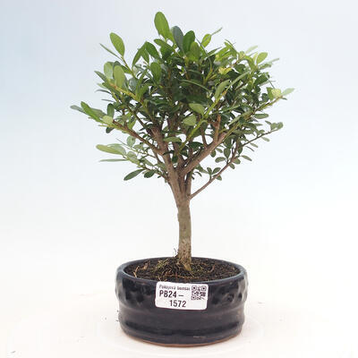 Izbová bonsai - Ilex crenata - Cezmína