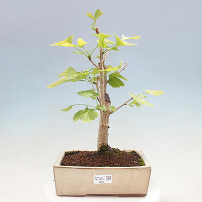 Vonkajší bonsai - Jinan dvojlaločný - Ginkgo biloba - 1