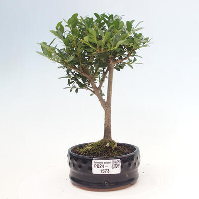 Izbová bonsai - Ilex crenata - Cezmína