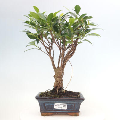 Izbová bonsai - Ficus retusa - malolistá fikus - 1