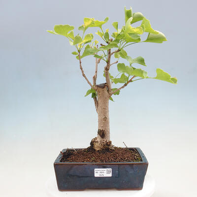 Vonkajší bonsai - Jinan dvojlaločný - Ginkgo biloba - 1