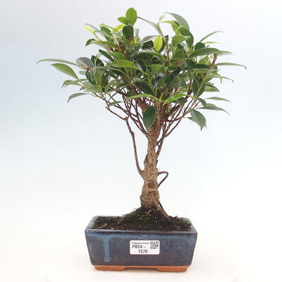 Izbová bonsai - Ficus retusa - malolistá fikus - 1