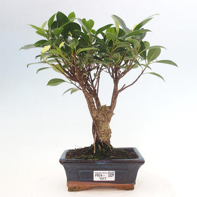 Izbová bonsai - Ficus retusa - malolistá fikus - 1