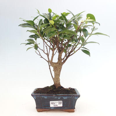 Izbová bonsai - Ficus retusa - malolistá fikus - 1