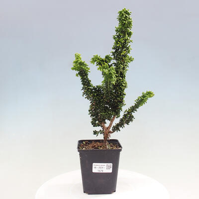 Vonkajšie bonsai - Cham. obtusa SEKKA HINOKI - Cyprus - 1