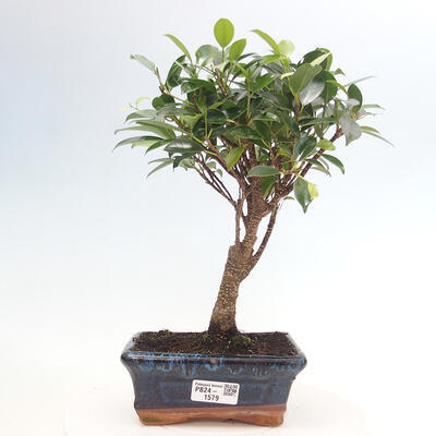 Izbová bonsai - Ficus retusa - malolistá fikus - 1