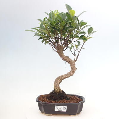 Izbová bonsai - Ficus kimmen - malolistá fikus