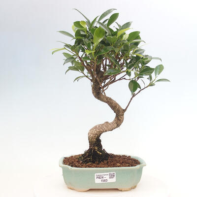 Izbová bonsai - Ficus kimmen - malolistá fikus