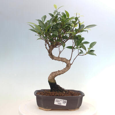 Izbová bonsai - Ficus kimmen - malolistá fikus