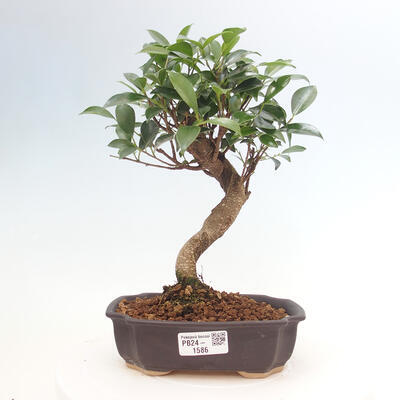 Izbová bonsai - Ficus kimmen - malolistá fikus