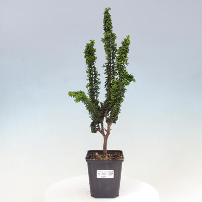 Vonkajšie bonsai - Cham. obtusa SEKKA HINOKI - Cyprus - 1