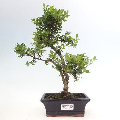 Izbová bonsai - Ilex crenata - Cezmína