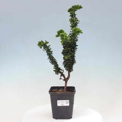 Vonkajšie bonsai - Cham. obtusa SEKKA HINOKI - Cyprus - 1