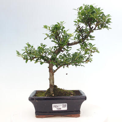 Izbová bonsai - Ilex crenata - Cezmína