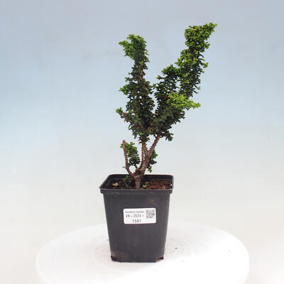 Vonkajšie bonsai - Cham. obtusa SEKKA HINOKI - Cyprus - 1