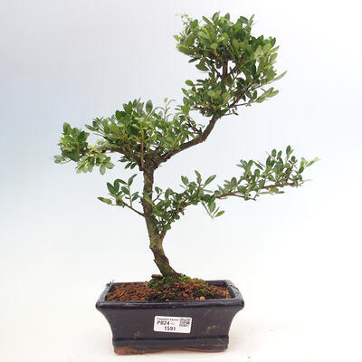 Izbová bonsai - Ilex crenata - Cezmína