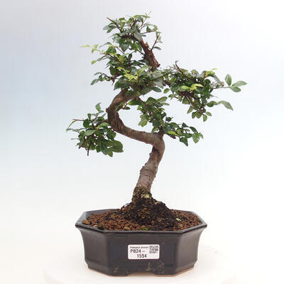 Izbová bonsai - Ulmus parvifolia - Malolistý jilm