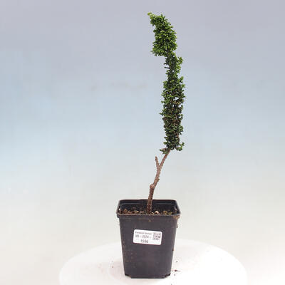 Vonkajšie bonsai - Cham. obtusa SEKKA HINOKI - Cyprus - 1