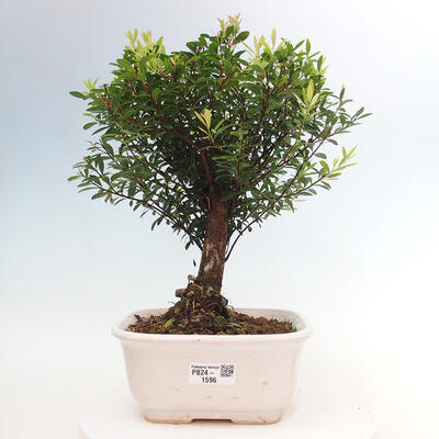 Izbová bonsai - Syzygium - Pimentovník - 1